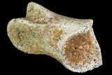 Theropod (Raptor) Toe Bone - North Dakota #88731-2